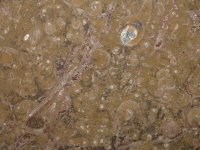 Marmo Fossile Marrone