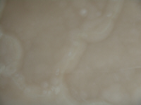 Marmo Onice Bianco crema