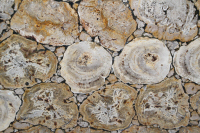 Marmo Legno Fossile