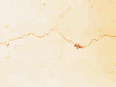 FILETTO ROSSO IONICO