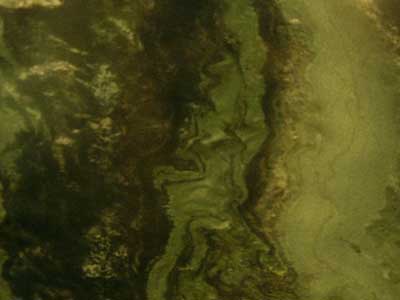 ANTIQUE GREEN slabs tiles project