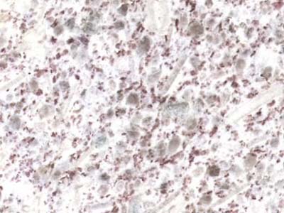 BZZ slabs tiles project